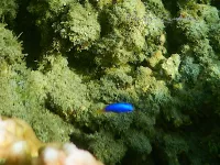Geelbuikjuffer [Pomacentrus auriventris]